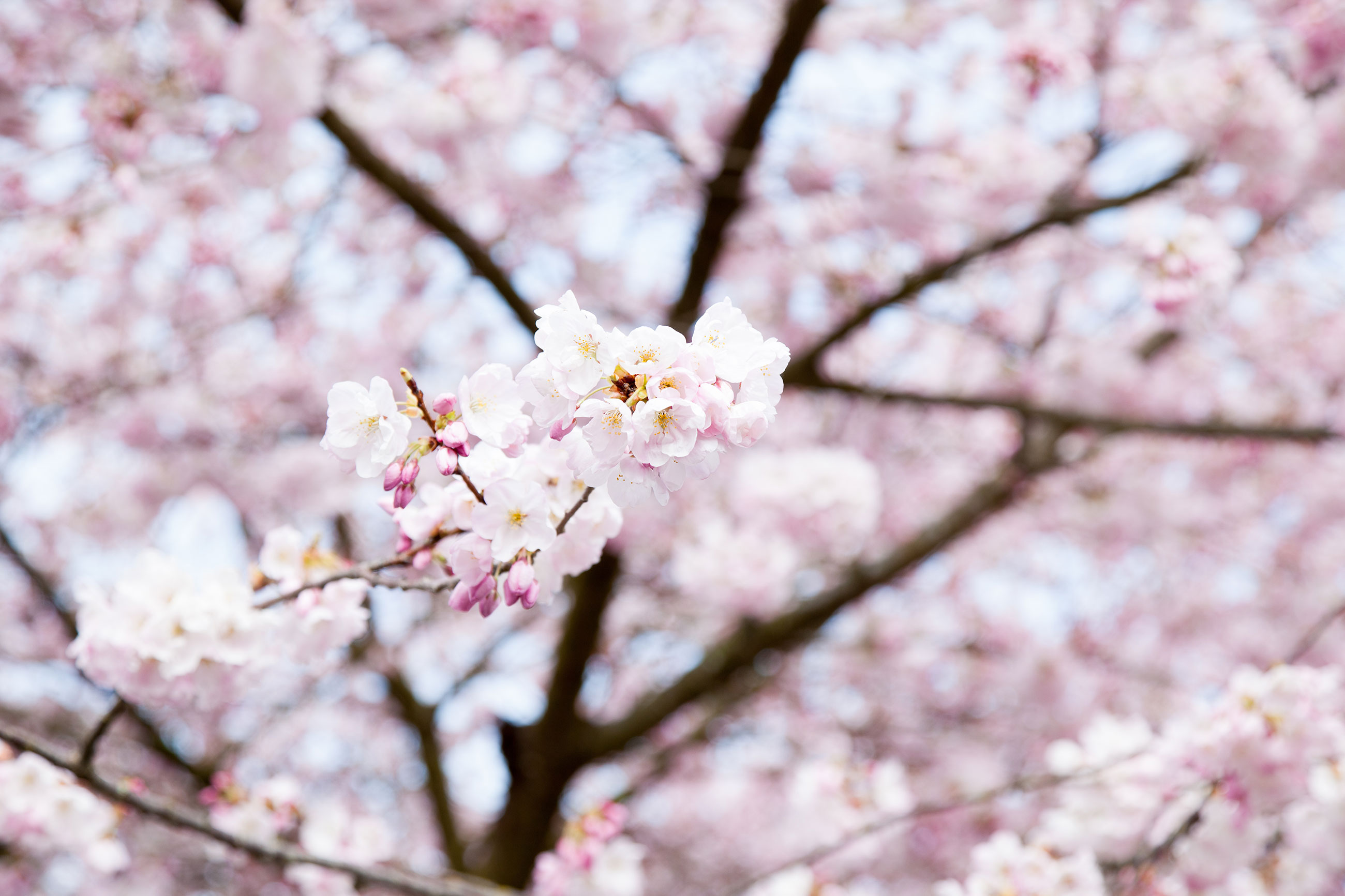 Cherry Blossom in bloom
